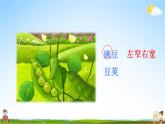 人教统编版小学四年级语文上册《5 一个豆荚里的五粒豆》课堂教学课件PPT公开课