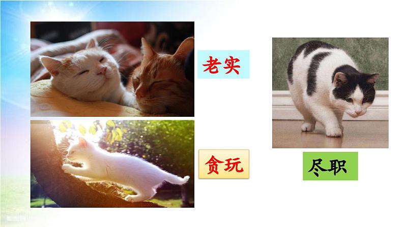 13 《猫》教学课件 - 副本第6页