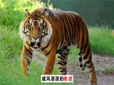 四上小小动物园课件PPT