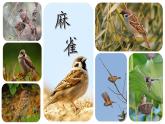 16+麻雀（课件）统编版语文四年级上册