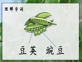 5《一个豆荚里的五粒豆》课件+教案