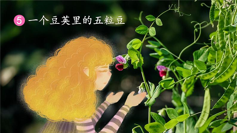 5.一个豆荚里的五粒豆-课件第3页