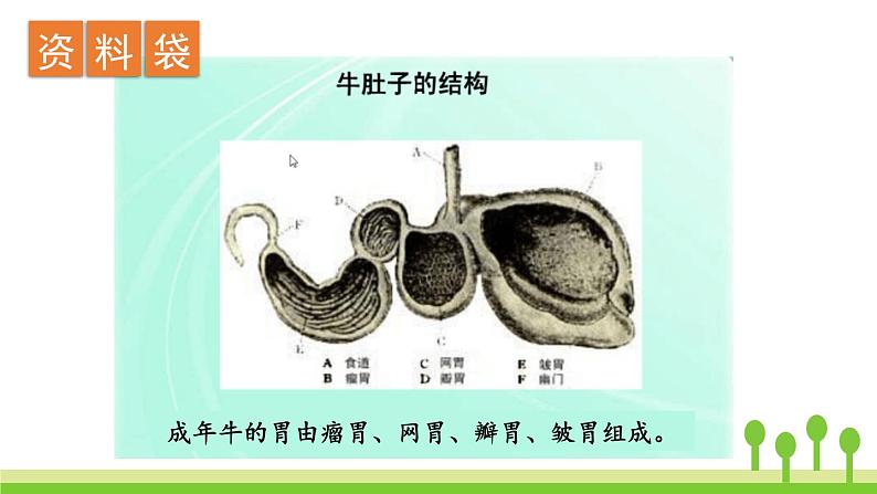 在牛肚子里旅行PPT课件708