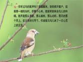 父亲树林和鸟PPT课件5