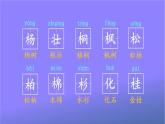 人教部编版小学语文二年级上册《2 树之歌》课堂教学课件PPT公开课
