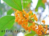人教部编版小学五年级语文上册《3 桂花雨》课堂教学课件PPT公开课