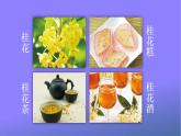 人教部编版小学五年级语文上册《3 桂花雨》课堂教学课件PPT公开课