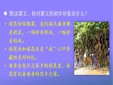 人教部编版小学五年级语文上册《3 桂花雨》课堂教学课件PPT公开课