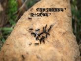 人教统编版小学语文三年级上册《22 读不完的大书》课堂教学课件PPT公开课