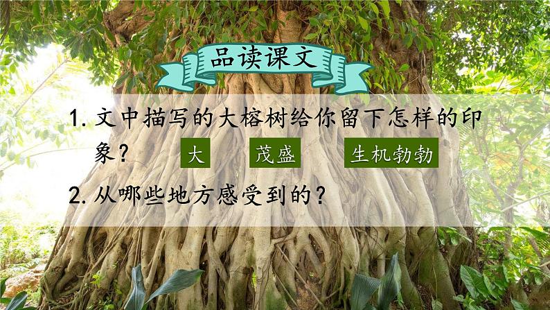 人教统编版小学五年级语文上册《23 鸟的天堂》课堂教学课件PPT公开课05