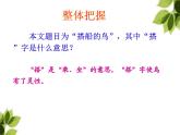 部编版语文三年级上册《搭船的鸟》PPT课件