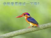 部编版语文三年级上册《搭船的鸟》PPT课件