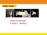 白鹭（课件）统编版语文五年级上册