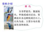 统编版三年级语文上册第五单元15搭船的鸟课件PPT