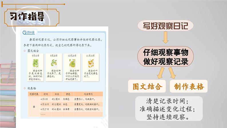 写观察日记36课件PPT第7页