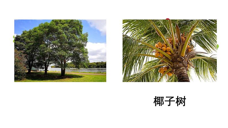 统编版三年级语文上册19.海滨小城课件PPT08