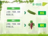 爬山虎的脚PPT课件2