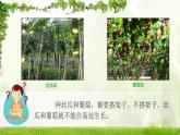 爬山虎的脚PPT课件2