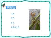 爬山虎的脚PPT课件7