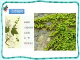 爬山虎的脚PPT课件7
