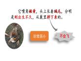 麻雀PPT课件4