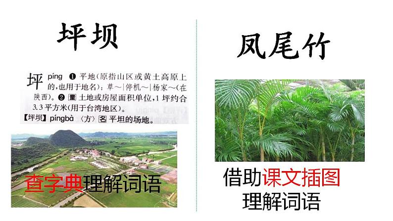 统编版三年级语文上册第一单元1大青树下的小学课件PPT第6页