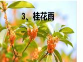 五年级上学期第3《 桂花雨》 课件