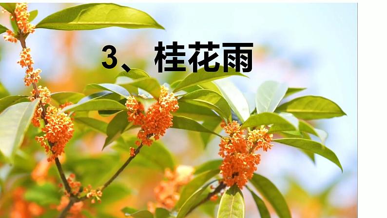 五年级上学期第3《 桂花雨》 课件01