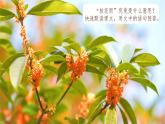 五年级上学期第3《 桂花雨》 课件