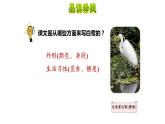白鹭PPT课件6