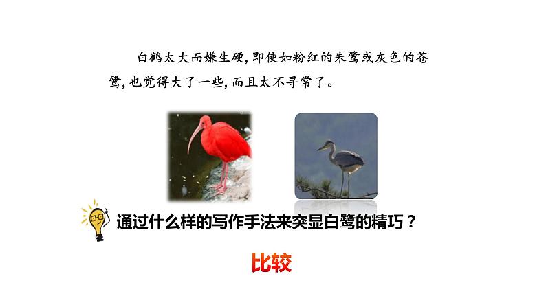 白鹭PPT课件606