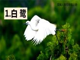 白鹭PPT课件5