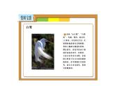 白鹭PPT课件2