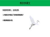 白鹭PPT课件1
