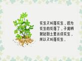 落花生PPT课件2