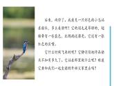 人教部编版三年级上册《搭船的鸟》（第1课时）课件