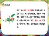 【新課標(biāo)】3《荷花》課堂游戲互動(dòng)授課課件+課文朗讀
