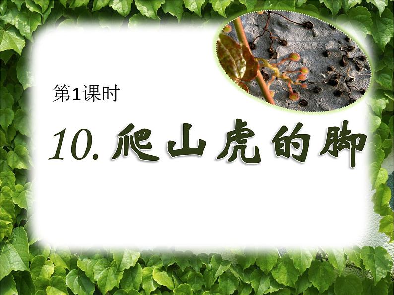 10《爬山虎的脚》（课件）统编版语文四年级上册第1页