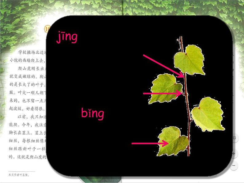 10《爬山虎的脚》（课件）统编版语文四年级上册第7页