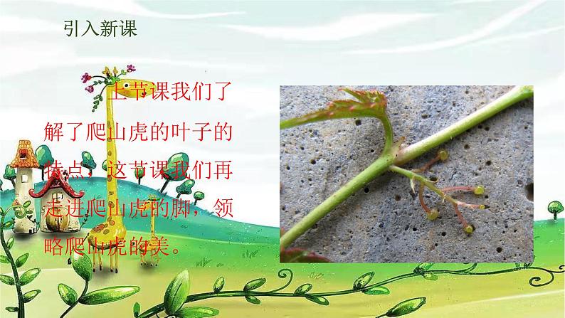 部编版语文四年级上册 10《爬山虎的脚》第2课时课件02