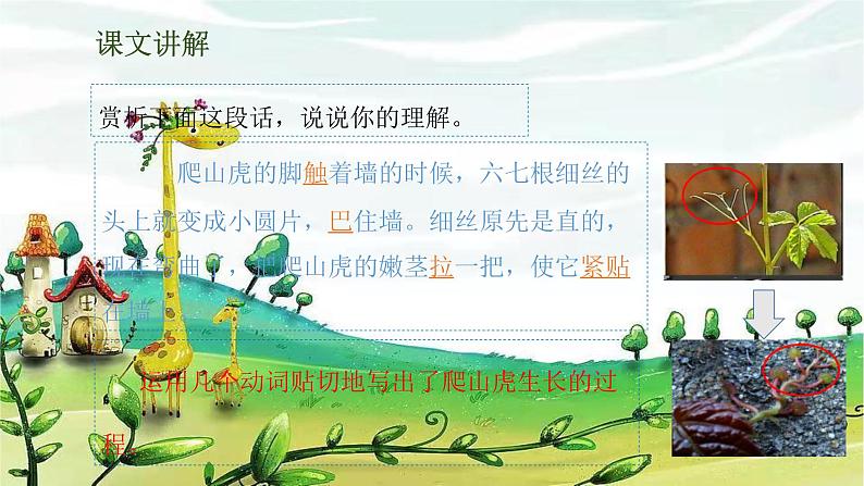 部编版语文四年级上册 10《爬山虎的脚》第2课时课件05