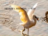 统编版语文五年级上册 1《白鹭》第1课时课件