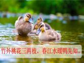 部編版語文三年級下冊 1 古詩三首《三衢道中》 課件
