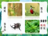 部编版语文三年级下册 4 昆虫备忘录 课件