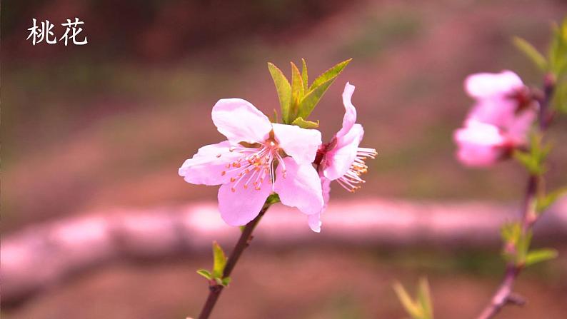 部编版语文三年级下册 习作：我的植物朋友（第一课时） 课件第5页