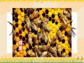 部编版语文三年级下册 14 蜜蜂（第一课时） 课件