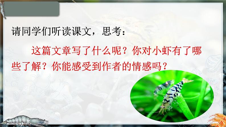 部编版语文三年级下册 15 小虾 课件07