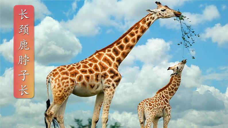 部编版语文二年级下册 20 蜘蛛开店（第二课时） 课件第7页