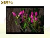 统编版二年级语文下册课件 第1单元 3.开满鲜花的小路
