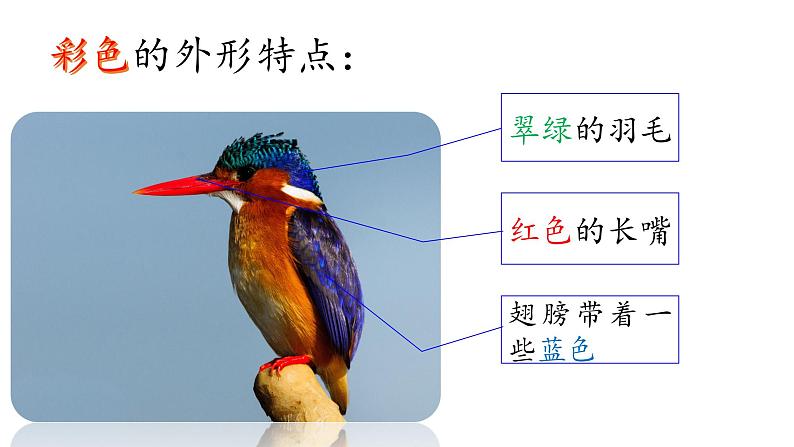 《15.搭船的鸟》课件-2023-2024学年三年级语文上册（统编版）第5页